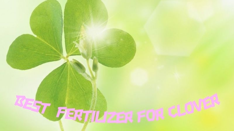 Benefits of Best Fertilizer For Clover Plants