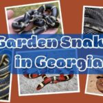 garden snakes in georgia