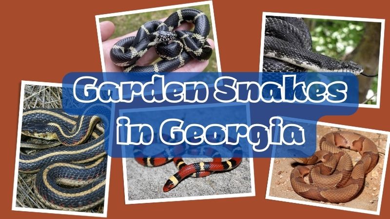 Garden Snakes in Georgia : Identification and Safety Guide