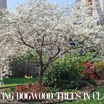 planting dogwood trees in clay soil