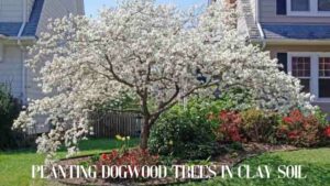 Planting Dogwood Trees In Clay Soil