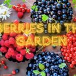 berries in the garden