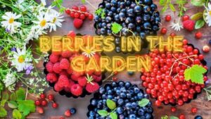 Berries in the Garden: Benefits and How to Grow