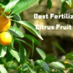 best fertilizer for citrus fruit trees