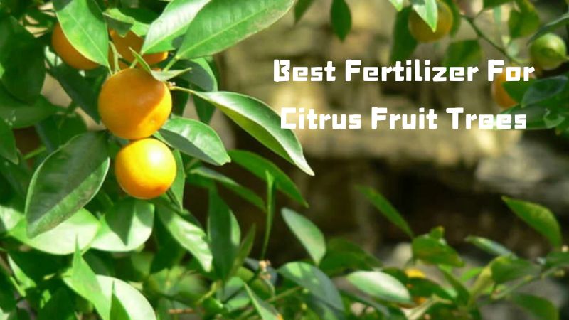 The Best Fertilizer For Citrus Fruit Trees