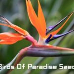 birds of paradise seeds