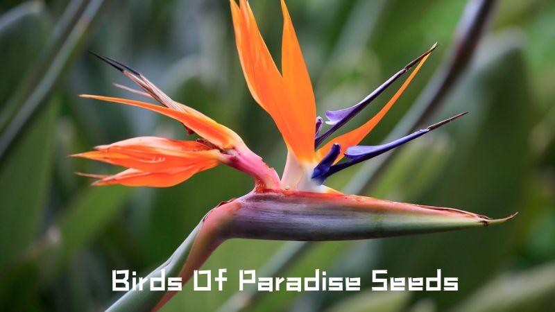 Birds Of Paradise Seeds: Planting and Care Tips