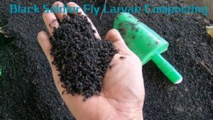 Producing Simple Black Soldier Fly Larvae Composting At Home