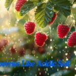 do raspberries like acidic soil