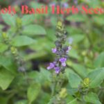 Holy Basil Herb Seeds