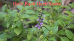 Holy Basil Herb Seeds: A Journey from Seed to Garden Plant