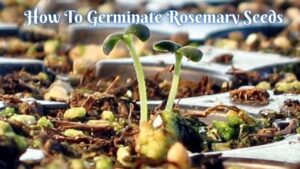 How To Germinate Rosemary Seeds