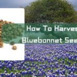 how to harvest bluebonnet seeds