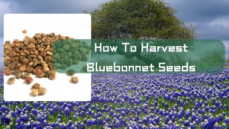 How to Harvest Bluebonnet Seeds: A Detailed Guide From A to Z