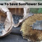 how to save sunflower seeds