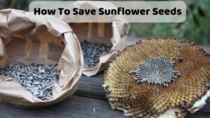 How To Save Sunflower Seeds To Maintain Freshness