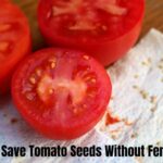 how to save tomato seeds without fermenting