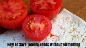 How To Save Tomato Seeds Without Fermenting Effectively