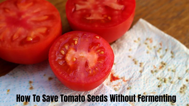 How To Save Tomato Seeds Without Fermenting Effectively