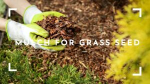 How To Mulch For Grass Seed