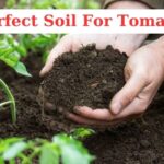 perfect soil for tomatoes