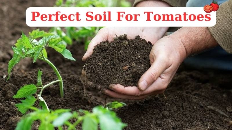 9 Must-Know Tips For Creating The Perfect Soil For Tomatoes