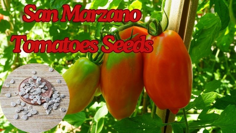 San Marzano Tomatoes Seeds: A Journey to Planting and Harvesting