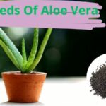 seeds of aloe vera