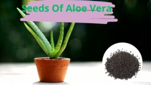 Propagating Seeds Of Aloe Vera – How To Grow Aloe Vera From Seeds