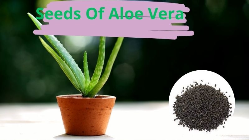 Propagating Seeds Of Aloe Vera – How To Grow Aloe Vera From Seeds