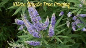 Instructions For Vitex Chaste Tree Pruning Detailed