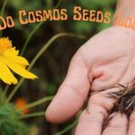 what do cosmos seeds look like