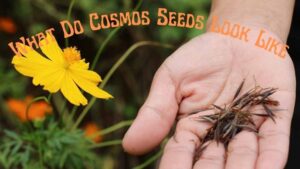 What Do Cosmos Seeds Look Like? How To Grow Cosmos Flowers