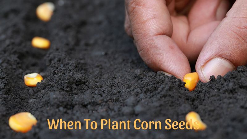 When to Plant Corn Seeds: Ideal Times and Conditions