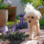 how to keep dogs out of flower beds and gardens