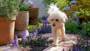 How to Keep Dogs Out of Flower Beds and Gardens